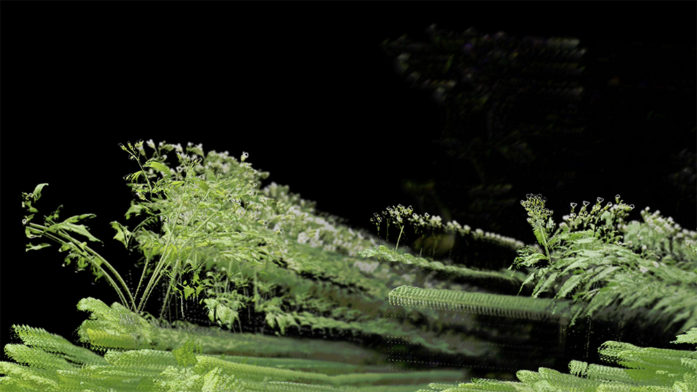 arabidopsis thaliana (Thale cress)
